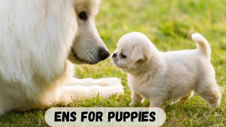 Day 3 Starts Early Neurological Stimulation (ENS)For Puppies: