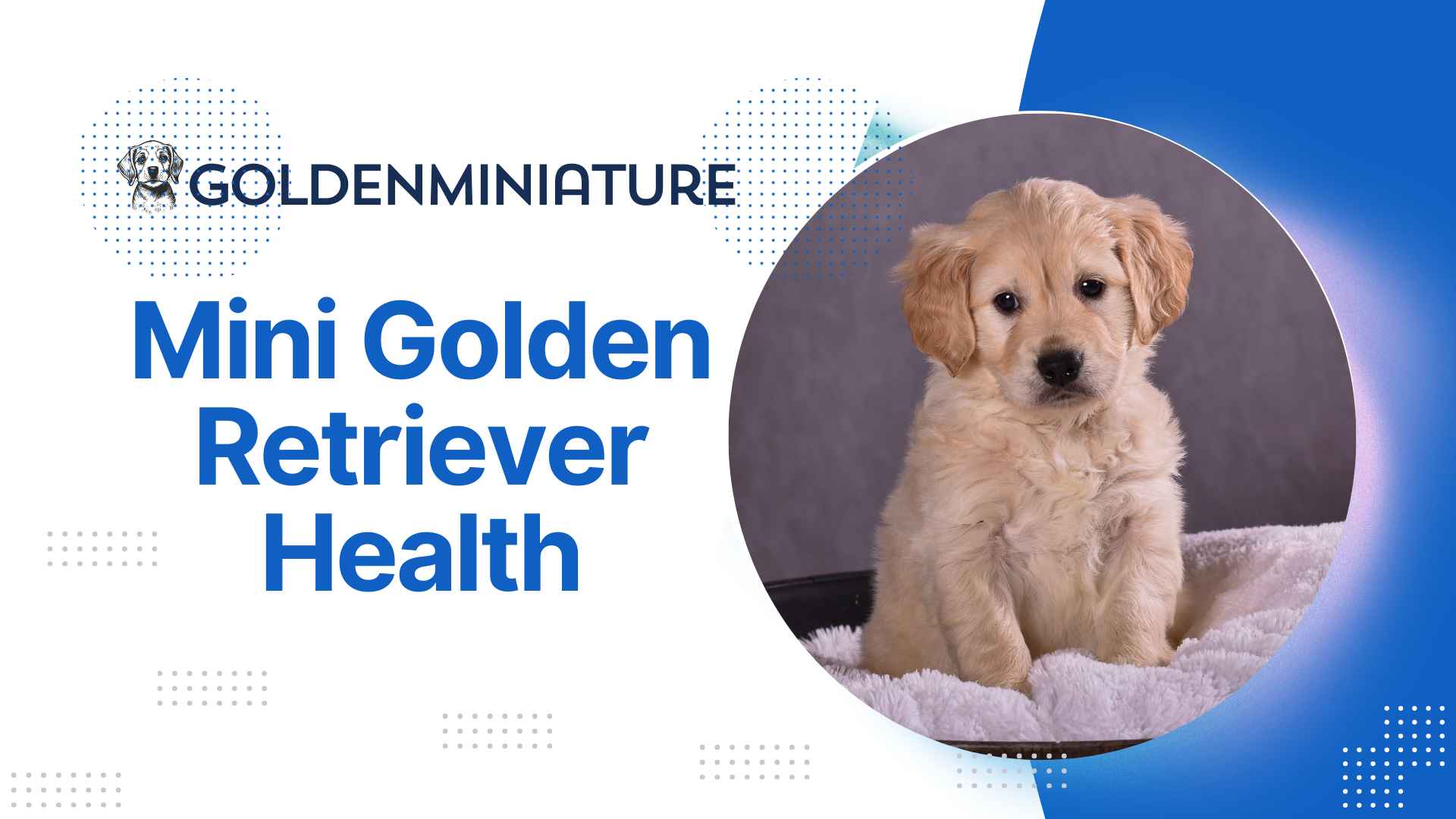 Mini Golden Retriever Health Issues