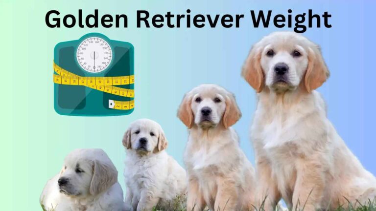 Full Grown Mini Golden Retriever Size, Weight And Growth