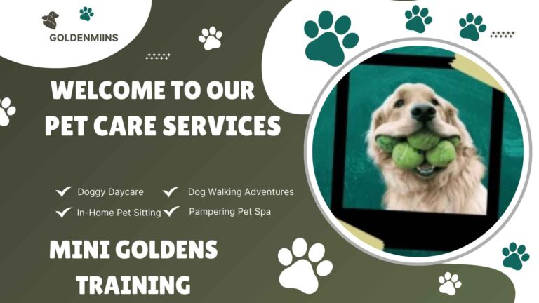 Are Mini Goldens Easy to Train?Hidden Facts And Tips