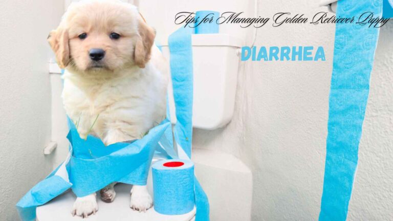 Golden Retriever Puppy Diarrhea ,Signs and Treatment Tips