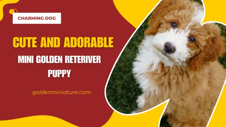 Cute Miniature Golden Retriever Puppy | Affordable To Adopt