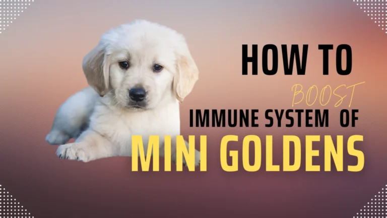 Boosting Immune System of Miniature Golden Retrievers