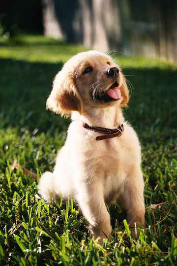 cute golden retriever