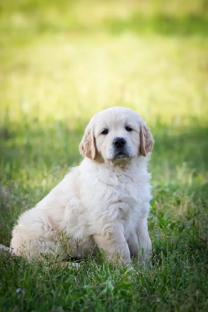 mini goldens-FAQs