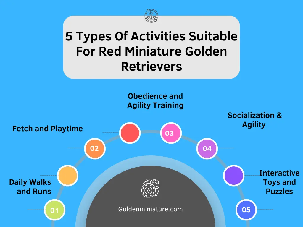 Types Of Activities Suitable For Red Miniature Golden Retrievers