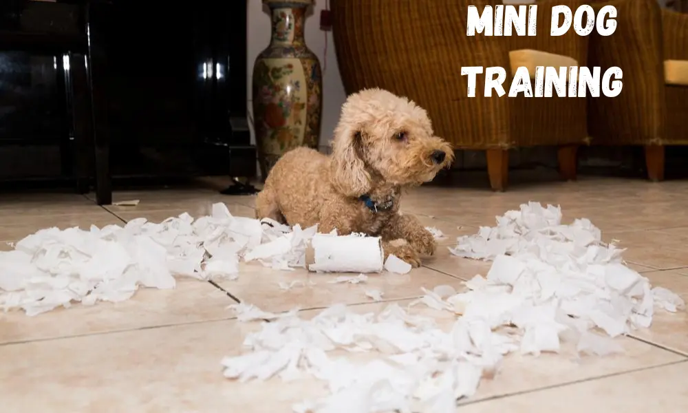 Potty training a mini Golden Retriever puppy