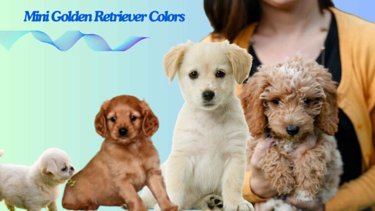 Mini Golden Retriever Colors | 3 Major Types Of Shades