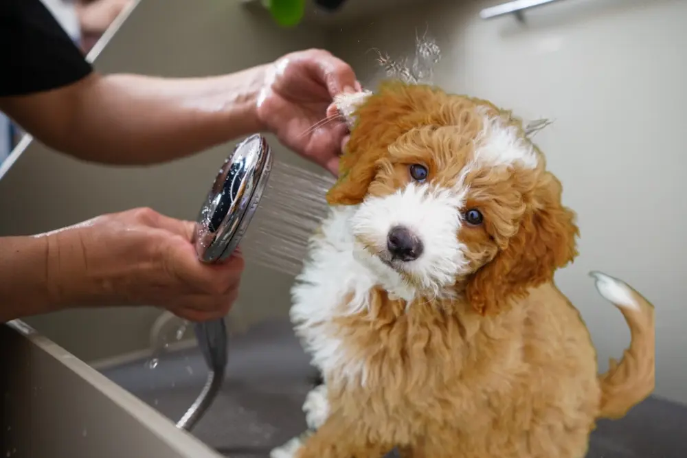 grooming  Mini Golden Retriever