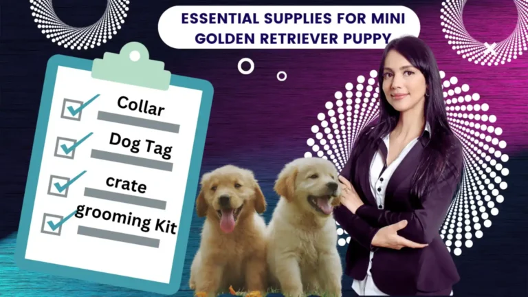 Essential Supplies For Mini Golden Retriever Puppy