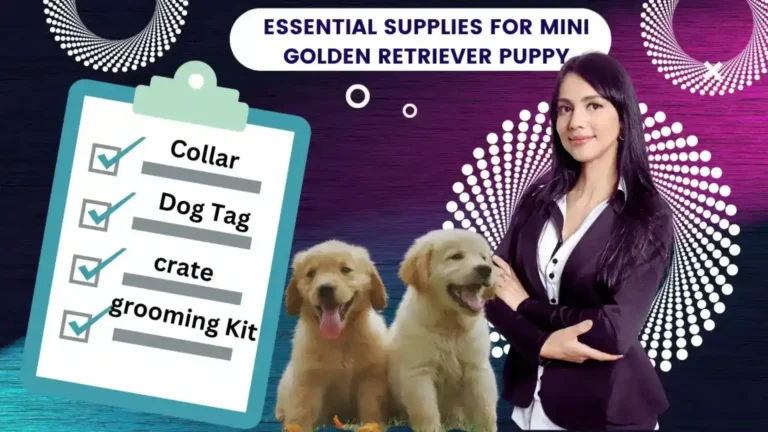 Essential Supplies For Mini Golden Retriever Puppy