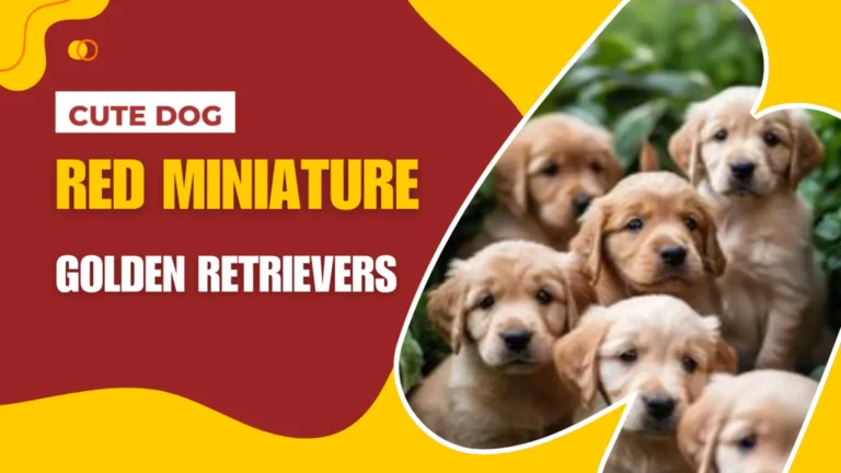 Red Miniature Golden Retriever | Care & Fun Facts