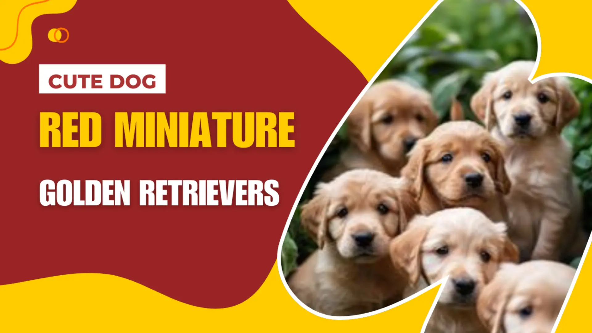 Red Miniature Golden Retriever