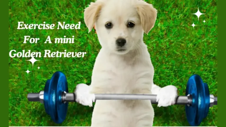 How Much Exercise A mini Golden Retriever Needs?Complete Guide