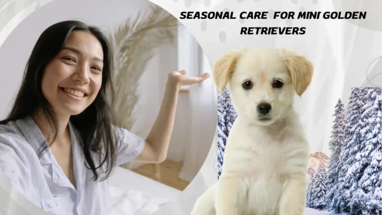 Seasonal Care Tips for Mini Golden Retrievers|Hot Season