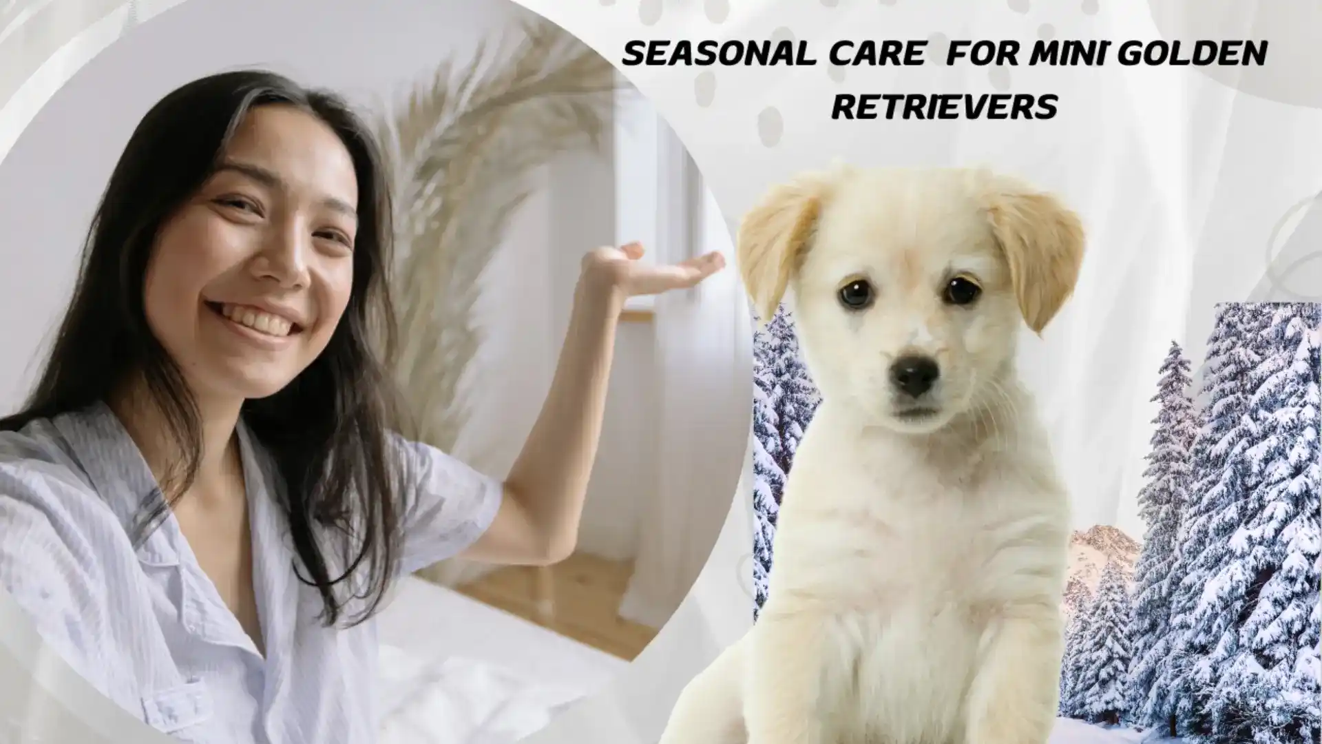 Seasonal Care Tips for Mini Golden Retrievers