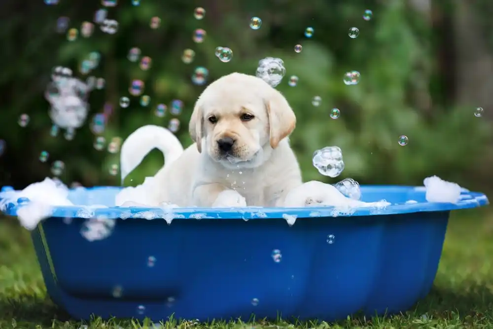 Bathing mini dog