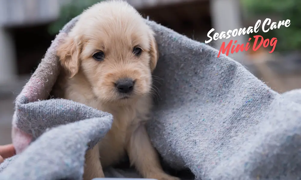 Seasonal Care Tips for Mini Golden Retrievers